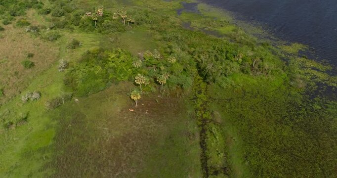 Marsh Deer (Blastocerus dichotomus) running through South American wetlands &ndash; aerial view