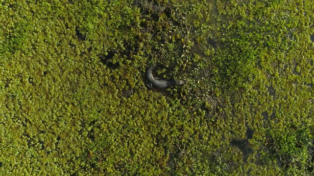 Yacare Caiman (Caiman yacare) basking in South American wetlands &ndash; close aerial view