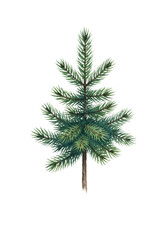 high-res watercolor illustration of a single elegant young fir tree, painted in varied green and blue hues, floating on a stark white background with copy space. minimalist christmas and new year