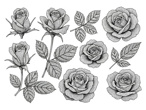 ose flowers with leaves halftone elements for collage set