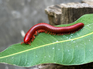 close up of a caterpillar milipede