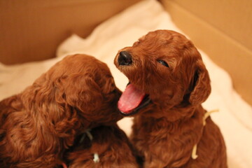 あくびするトイプードルの赤ちゃん