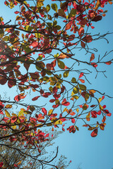Beautiful leaves changing color in autumn against a clear blue sky with sunlight shining through. Natural seasonal background