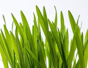 Vibrant Green Grass Blades Against a Bright White Background.