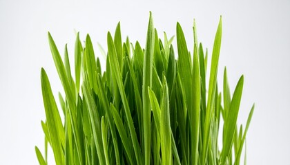 Vibrant Green Grass Blades Against a Clean White Background.