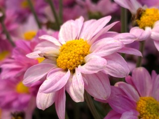 Obraz premium pink daisy flower