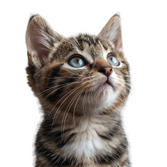 Fototapeta premium Closeup of a tabby kittens face.