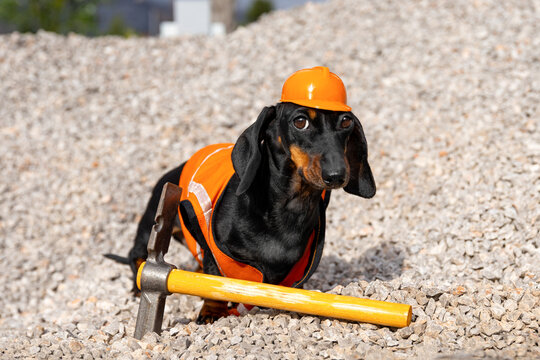 Dachshund in orange safety gear on gravel construction site