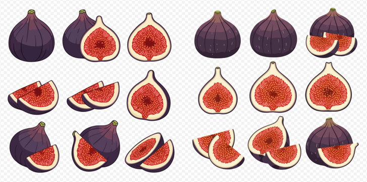 Set of fresh fig fruit illustrations, whole and sliced, showcasing vibrant purple skin and red pulp with seeds.