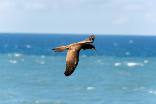 The brown booby seabird advances in precise flight over the sea, adjusting its wings and posture before the swift dive that ensures its efficient hunting among the coastal waves.