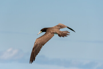 Obraz premium The brown booby seabird advances in precise flight over the sea, adjusting its wings and posture before the swift dive that ensures its efficient hunting among the coastal waves.