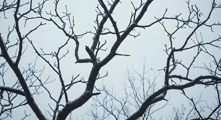 Fototapeta premium Overhead shot of bare tree branches against a cloudy, gray sky during winter