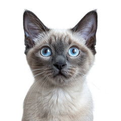 Siamese Cat with Bright Blue Eyes 2.