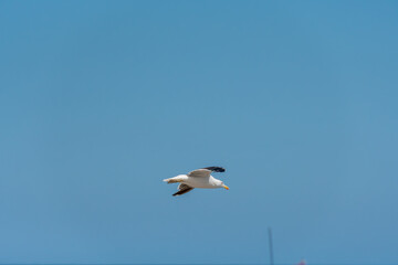 The lesser black-backed gull (Larus fuscus) glides with precision over the sea, adjusting its wings and posture as it advances in steady flight, revealing the typical elegance of seabirds.
