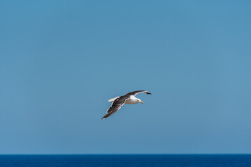 Naklejka premium The lesser black-backed gull (Larus fuscus) glides with precision over the sea, adjusting its wings and posture as it advances in steady flight, revealing the typical elegance of seabirds.