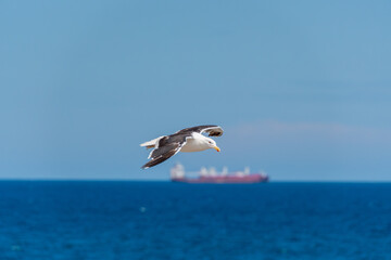 The lesser black-backed gull (Larus fuscus) glides with precision over the sea, adjusting its wings and posture as it advances in steady flight, revealing the typical elegance of seabirds.
