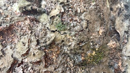 Close-up of a highly textured organic surface, revealing rugged weathered tree bark, intricate patterns of fuzzy mold or fungus, and small patches of bright green moss.
