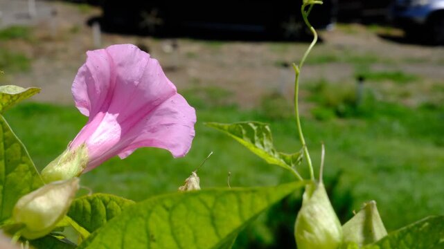 A close-up green background of a wall of lush green foliage, bindweed. The sun filtered through the leafy canopy. Selective focus. Bushes Green fence. Calystegia sepium grows. 