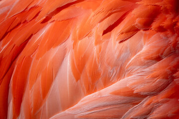 Close-up of feathers from a flamingo background texture © kmlPhoto
