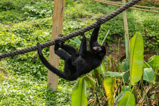 MACACO-ARANHA PENDURADO EM CORDA