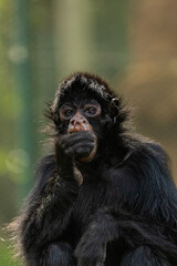 MACACO ARANHA EM CLOSE UP