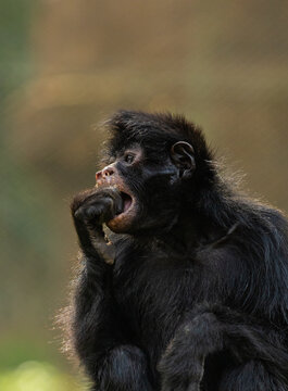 MACACO ARANHA EM CLOSE UP
