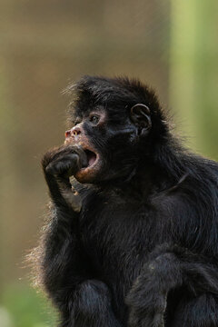 MACACO ARANHA EM CLOSE UP