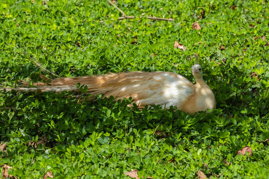 PAV&Atilde;O BRANCO F&Ecirc;MEA