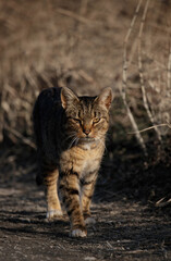 Feral Cat 
