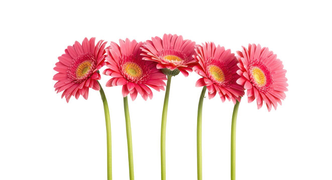 Vibrant pink gerbera daisies on long green stems isolated on transparent background
