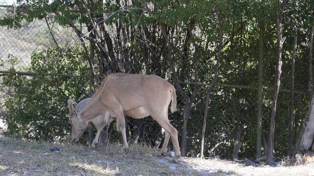 Barbary sheep searching for food on the ground.