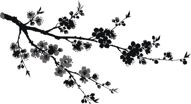 Traditional Asian Cherry Blossom Branch Ink Art Design Isolated background