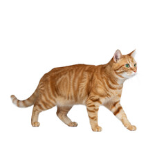 Fototapeta premium A graceful ginger tabby cat with sleek striped orange and white fur and alert emerald eyes, captured mid-stride in an isolated studio portrait on a clean transparent background, conveying effortless