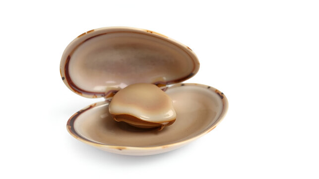 Hard shell clam with  smooth brownish grey exterior is centered against  clean white background