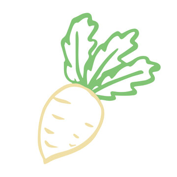 Hand drawn farm daikon radish plant with green leaves Fresh vegetable doodle Healthy eco food Organic garden vegetarian food For design, print, packaging, decor, kids books