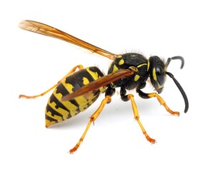 Striped wasp with yellow legs and translucent wings, close-up shot on a white background