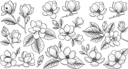 Intricate black and white magnolia flowers illustration, detailed botanical line art drawing, decorative floral vector design with ornate leaves and blossoms © Hafeza