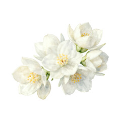 Fototapeta premium White Blossoming Flowers In Full Bloom