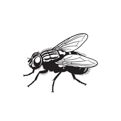 Obraz premium Black and white illustration of a fly with detailed wings and body
