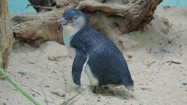little blue penguin 