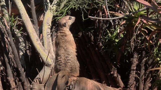 meerkat standing on a log