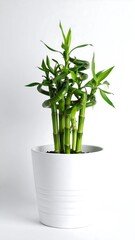 Obraz premium Spiraling bamboo plant in a white pot, on a bright white background