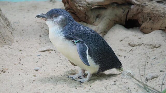 little blue penguin 1