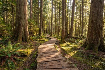 Obraz premium Wooden boardwalk trail through dense ancient forest