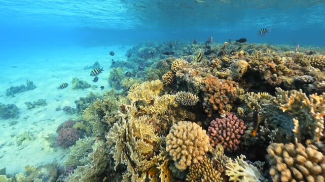 Many different fish Swimming Along Shallow Coral Reef In Clear Blue Red Sea Water