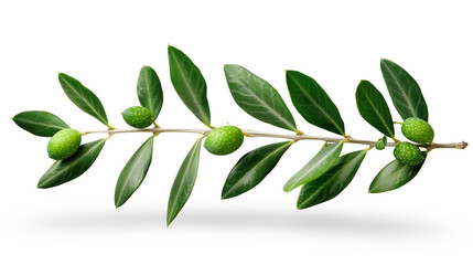 Obraz premium Olive Branch with Green Olives Leaves.