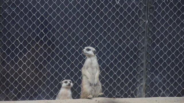 A pair of mirkats in action in an animal sanctuary