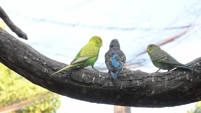 Australian parakeet calmly eating birdseed