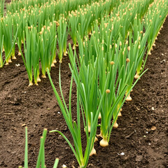 Obraz premium A garden filled with onion plants growing in rows. full length isolate on transparent background