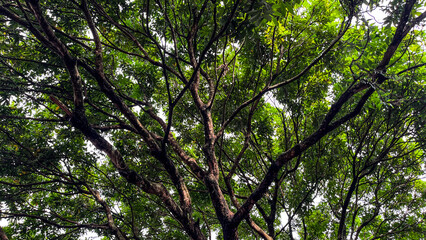 Fototapeta premium Low angle of rambutan tree. fruit. bottom. view. green leaves, leaf. outdoor.
